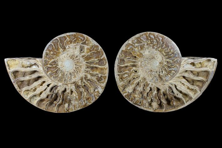 Daisy Flower Ammonite (Choffaticeras) - Madagascar #125502